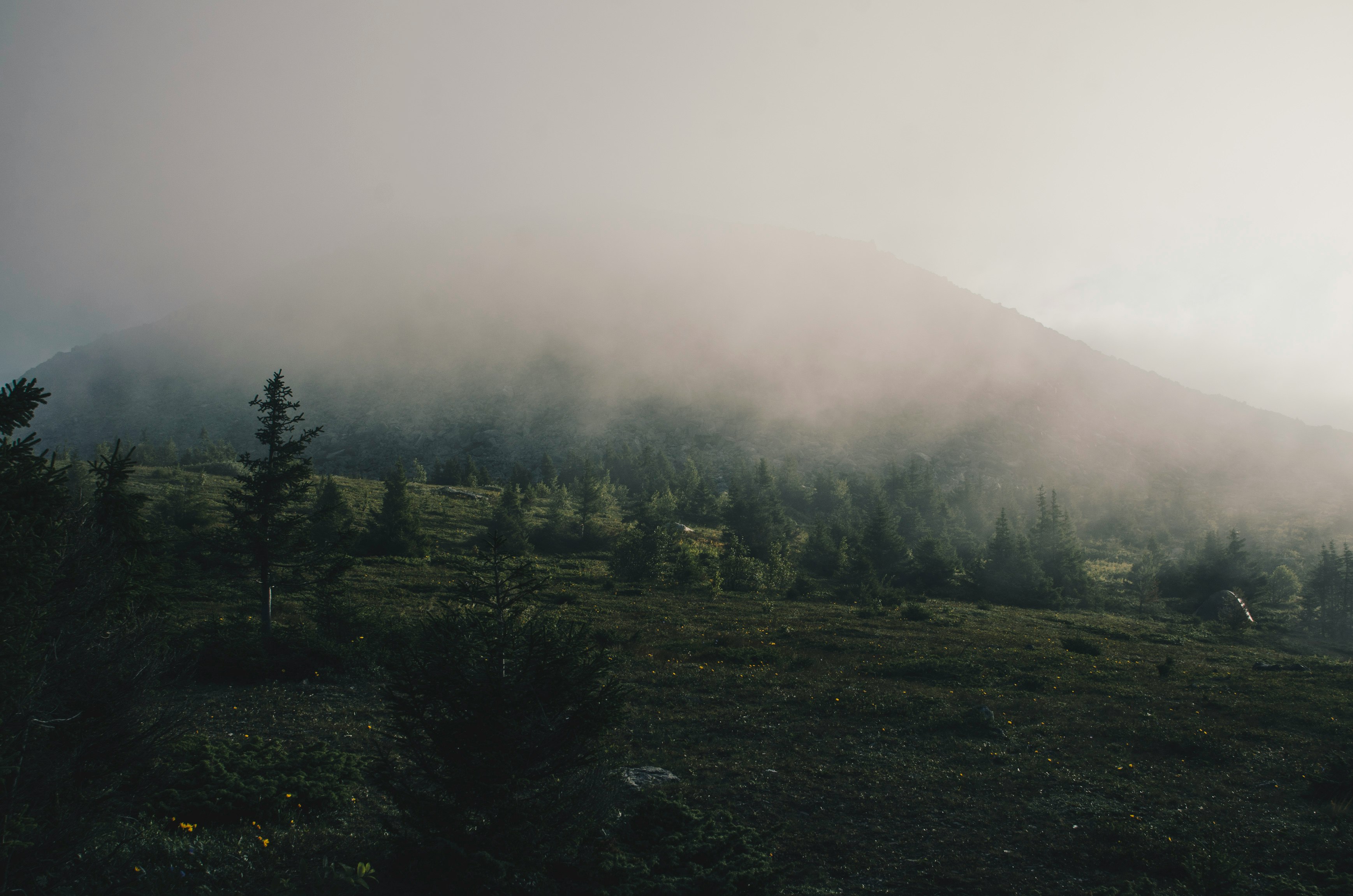 trees covering with fog